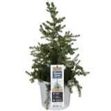 SMREKA LITTLE NORDIC L19 CM