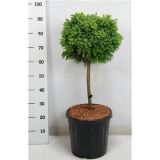 SMREKA OMORIKA NANA L38