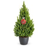 SMREKA PICEA GLAUCA CONICA L32 CM