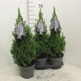 SMREKA PICEA GLAUCA PERFECTA L3 L