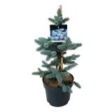 SMREKA PICEA PUNGENS OLDENBURG L26 CM