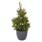 SMREKA WILLS ZWERG L23 CM