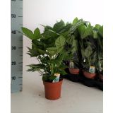 SOBNA ZELENA RASTLINA SOBNA ARALIJA L13