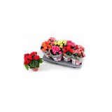 BEGONIJA DOUBLE SWEETIES MIX L12 CM VIŠ 23CM