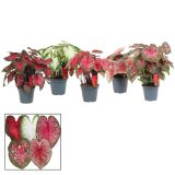 SOBNA ZELENA RASTLINA CALADIUM L17 CM