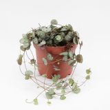 SOBNA ZELENA RASTLINA CEROPEGIA WOODII L 12