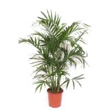 SOBNA ZELENA RASTLINA CHAMAEDOREA CATARACTARUM L21 CM