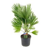 SOBNA ZELENA RASTLINA CHAMAEROPS HUMILIS (PALMA ŽUMARA) L19 CM