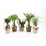 SOBNA ZELENA RASTLINA EASY CARE V OKRAS. LON. NOAH L14 CM
