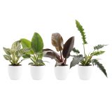 SOBNA ZELENA RASTLINA FILODENDRON FEEL GREEN L14 CM