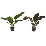 SOBNA ZELENA RASTLINA FILODENDRON RED GREEN FEEL L14 CM