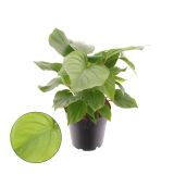 SOBNA ZELENA RASTLINA HOMALOMENA RUBESCENS 'MAGGY' POT 14