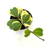 SOBNA ZELENA RASTLINA HOYA KERRI MIX L6 CM