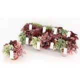SOBNA ZELENA RASTLINA HYPOESTES TRIO L12 CM