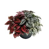 SOBNA ZELENA RASTLINA HYPOESTES TRIO L17 CM