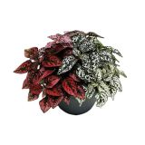 SOBNA ZELENA RASTLINA HYPOESTES TRIO L17 CM