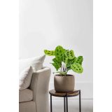 SOBNA ZELENA RASTLINA MARANTA L12 CM