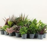 SOBNA ZELENA RASTLINA MIX L8.5 CM