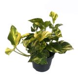 SOBNA ZELENA RASTLINA N'JOY GOLD L12 CM