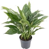 SOBNA ZELENA RASTLINA SPATIFIL DIAMOND VARIEGATA L14 CM
