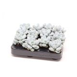 SOBNA ZELENA RASTLINA TOLSTOVEC L6