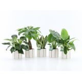 SOBNA ZELENA RASTLINA TROPIC MIX BANKSY CERAMIC L13 CM