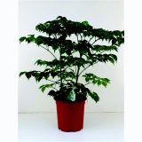 SOBNA ZELENA RASTLINA SOBNI JESEN L19