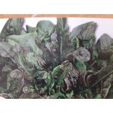 LISTNA ZELENJAVA L'ORTO FRUTTIFERO SOLATA 8/1 BERENICE KULTIPAK