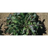 LISTNA ZELENJAVA L'ORTO FRUTTIFERO SOLATA 8/1 HUSSARDE KULTIPAK