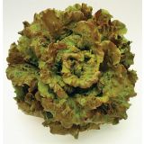 LISTNA ZELENJAVA SOLATA 9 KOS ROZETASTA