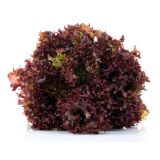 LISTNA ZELENJAVA SOLATA GENTILINA RDEČA8/1 ROSSA VANOISE KULTIPAK