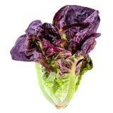 LISTNA ZELENJAVA L'ORTO FRUTTIFERO SOLATA ROMANA 8/1 FERIA KULTIPAK