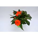 SEZONSKA RASTLINA SONČNE VODENKE MIX NOVA GVINEJA L12