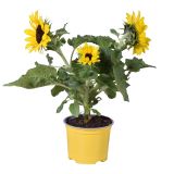 CVETOČA SOBNA RASTLINA SONČNICA RAZVEJANA L 12