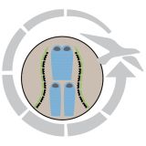 SPALNA VREČA EASY CAMP NEBULA 250 220X80X50 CM