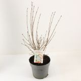 GRM ŠPANSKI BEZEG FLOWERFESTA WHITE L21