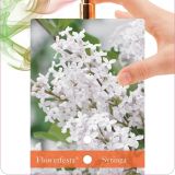 GRM ŠPANSKI BEZEG FLOWERFESTA WHITE L21