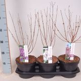 CVETOČA GRMOVNICA ŠPANSKI BEZEG MIX L19