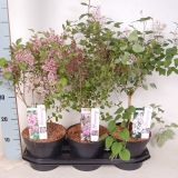 CVETOČA GRMOVNICA ŠPANSKI BEZEG MIX L19