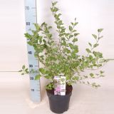 CVETOČA GRMOVNICA ŠPANSKI BEZEG MIX L19