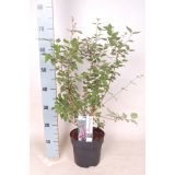 CVETOČA GRMOVNICA ŠPANSKI BEZEG MIX L19