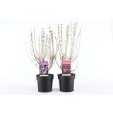 GRM ŠPANSKI BEZEG MIX L21