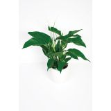 SPATIFIL SWEET LAUREATA L21