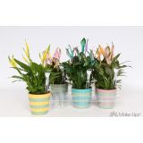 SPATIFIL BARVAN V OKRASNEM LONCU L11