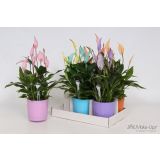 SPATIFIL BELLINI BARVANI L13