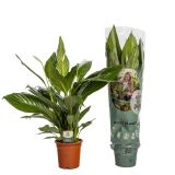 SPATIFIL BINGO CUPIDO L19 CM