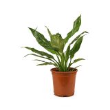 SPATIFIL DIAMOND MIX L14CM VIŠ 50CM