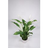 SPATIFIL STRAUSS L13