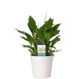 SPATIFIL V OKRASNEM LONCU BELLINI L13