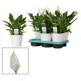 SPATIFIL V OKRASNEM LONCU BELLINI L13